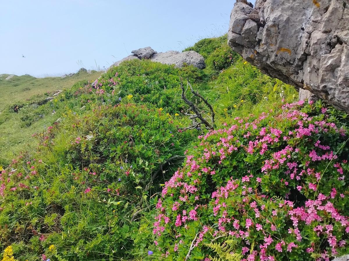 Passeggiate estive tra i prati di montagna della Velika planina